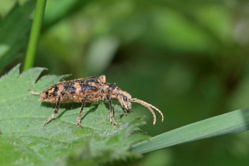 Rhagium sycophanta